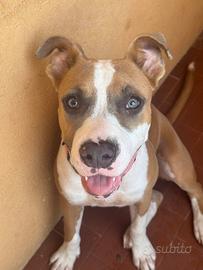 Amstaff femmina 5 mesi