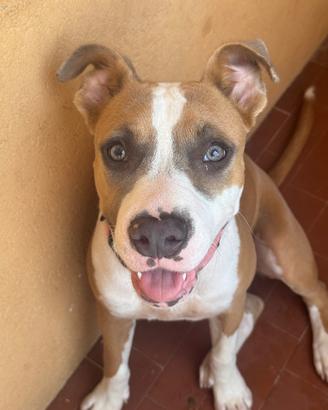 Amstaff femmina 5 mesi