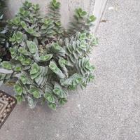 pianta tradascantia sillamontana