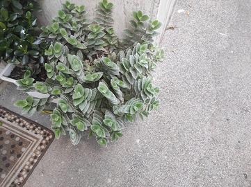 pianta tradascantia sillamontana