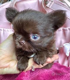 Chihuahua SUPER TOY femmina cioccolato Ipertipica
