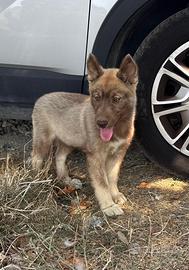 Cucciola Siberian husky agouti red occhio azzurro