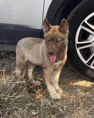 Cucciola Siberian husky agouti red occhio azzurro
