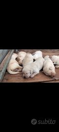 Cuccioli di labrador retriever