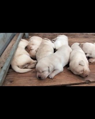 Cuccioli di labrador retriever