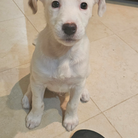 Incrocio labrador e amstaff