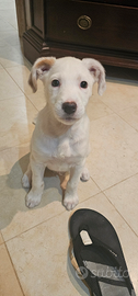Incrocio labrador e amstaff