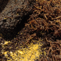 Collemboli Ceratophysella liliac yellow