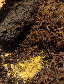 Collemboli Ceratophysella liliac yellow