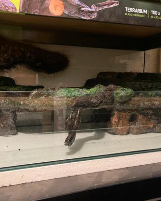 Paludario/terrario/terracquario con isola e sfondo