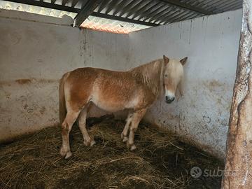 Haflinger 12 anni
