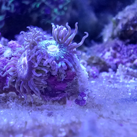 Zoanthus di facile gestione