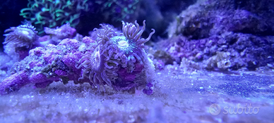 Zoanthus di facile gestione