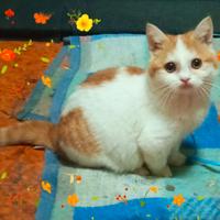 Gattino maschio Scottish bicolore