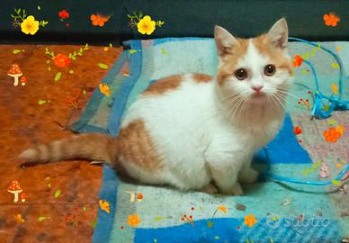 Gattino maschio Scottish bicolore