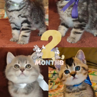 Gattini British Shorthair