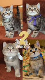 Gattini British Shorthair