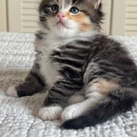Gatto Siberiano