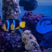 Pesce Pagliaccio ( Sebae) adulto