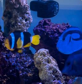 Pesce Pagliaccio ( Sebae) adulto