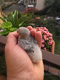 Cucciolo di Inseparabile da imbecco azzurro