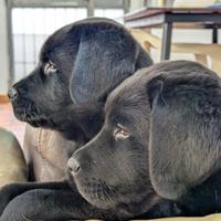 Labrador cuccioli neri