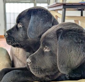 Labrador cuccioli neri