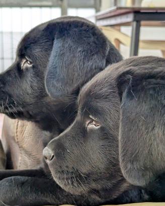 Labrador cuccioli neri