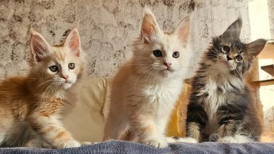 maine coon maschi
