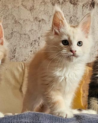 maine coon maschi