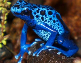 Cercoo dentrobates azureus maschio adulto