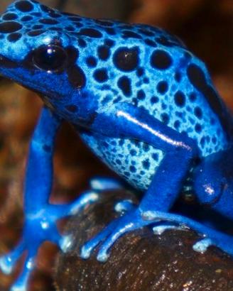 Cercoo dentrobates azureus maschio adulto