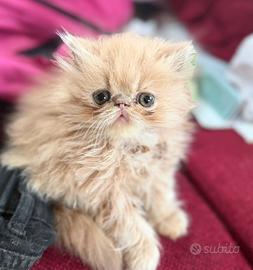 Romeo cucciolo persiano