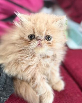 Romeo cucciolo persiano