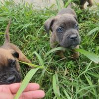 Cane corso