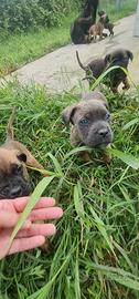 Cane corso