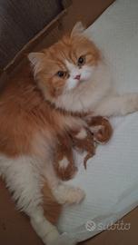 gatto persiano 