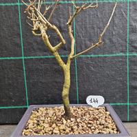 Bonsai di Quercus Rubur ( Farnia ) 144