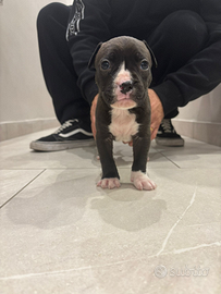 Cuccioli Amstaff