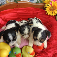 Disponibili Cuccioli Yorkshire Biewer Terrier