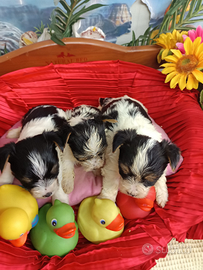 Disponibili Cuccioli Yorkshire Biewer Terrier