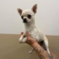 Cucciolo chihuahua bianco