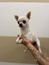Cucciolo chihuahua bianco