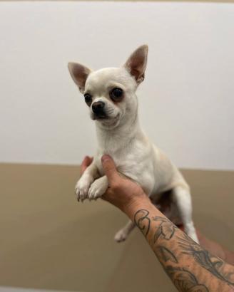Cucciolo chihuahua bianco