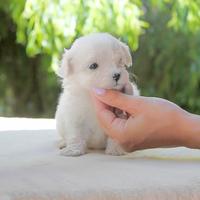 Maltese cucciola