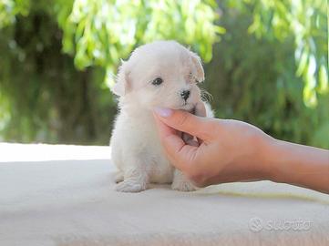 Maltese cucciola