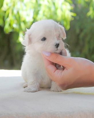 Maltese cucciola