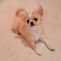 Cuccioli di Chihuahua a pelo lungo con pedigree EN