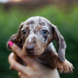 Cuccioli di bassotto a pelo corto arlecchino