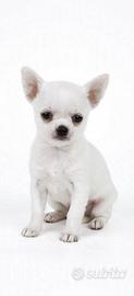 Chihuahua Toy